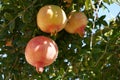 Three tropical fruits is hanging from a tree branch and is called Pomegranate, Punica granatum, in Latin language.