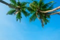 Three tropical palm trees hanging over the beach with blue sky