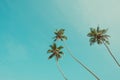 Three tropical palm trees over clear blue sky background vintage color toned