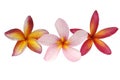 Three tropical plumeria