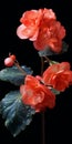 Hyperrealistic Bead Water Droplets On Red Begonia Flowers Royalty Free Stock Photo