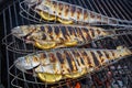 Tasty trouts on a garden grill Royalty Free Stock Photo