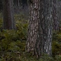 Three trunks of different pine trees with close up texture of the first pine trunk