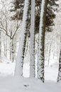 Three trunks of pine tree partially covered by snow