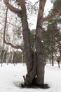 Three trunks of pine on a winter cloudy day