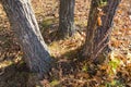 Three Trunks Of Tree In Autumn.