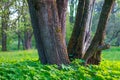 Three trunks of trees among green grass on meadow at spring evening. Landscape with smooth bokeh, soft background and warm colors.