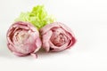 Three tufts of pink and green chicory on white backgrou