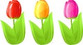 Three tulip