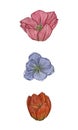 Three tulip flower buds - red, pink and blue. Isolates. Watercolor illustration.