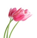 Three tulip flowers closeup isolated on white background Royalty Free Stock Photo