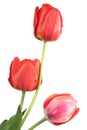 Three tulip flowers isolated on a white background Royalty Free Stock Photo