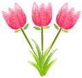 Three tulip flowers in pink color