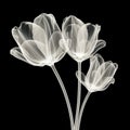 Serene Simplicity: X-ray Tulips On Black Background