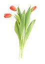 Three tulips