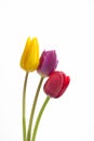 Three tulips Royalty Free Stock Photo