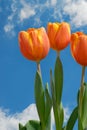 Three Tulips Royalty Free Stock Photo