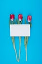 Three tulips on a blue background and a postcard for a note Royalty Free Stock Photo