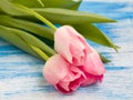 Three tulips on blue and white wooden background. Spring flowers. Greeting card for Valentine`s Day, Woman`s Day Royalty Free Stock Photo