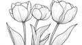 Three tulips in a detailed black and white line drawing. Royalty Free Stock Photo