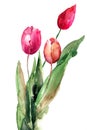 Three Tulips flowers Royalty Free Stock Photo