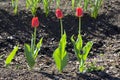 Three tulips.