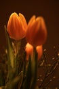 Three tulips orange vertical macro well light Royalty Free Stock Photo