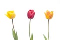 Three tulips in red, orange and yellow color Royalty Free Stock Photo