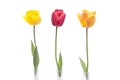 Three tulips in red, orange and yellow color in three vases of glass Royalty Free Stock Photo