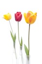 Three tulips in red, orange and yellow color in three vases of glass Royalty Free Stock Photo