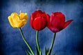 Three tulips with vintage effect added Royalty Free Stock Photo