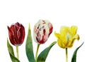 Three tulips watercolor Royalty Free Stock Photo