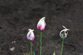 Three tulips in the garden