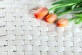Three tulips on wooden wicker background Royalty Free Stock Photo