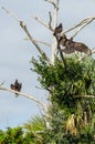 THREE TURKEY BUZZARDS IN A TREE Royalty Free Stock Photo