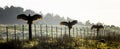 Three Turkey Vultures or Buzzards Spread Wings on Fence Royalty Free Stock Photo