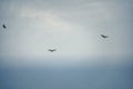 Three turkey vultures soar in a clear blue sky