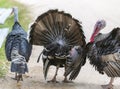 Three turkeys along dirt road