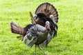Three Turkeys Looking In Different Directions Royalty Free Stock Photo