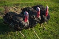 Three turkeys marching in a row Royalty Free Stock Photo