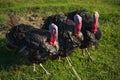 Three turkeys marching in a row