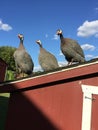 turkeys perched on top of a red chicken coop and look like a singing Royalty Free Stock Photo