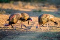 Three Turkeys Royalty Free Stock Photo