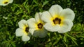 The three Turnera subulata Royalty Free Stock Photo