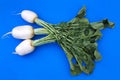 Three turnips Brassica rapa subsp. Rapa with plant leaves on blue background