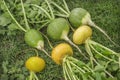 Three turnips and three green radishes lie on grass