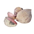 Three turnips on a white background, 3d rendering