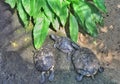 Three turtles Royalty Free Stock Photo