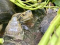 Morning Glories Awaken Three Turtles