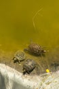 Turtles at the edge of a pond Royalty Free Stock Photo